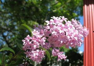 日韩五月丁香乱叫视频,一场禁忌的视觉盛宴